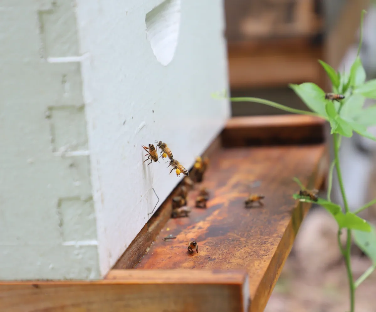 Bees with yellow pollen on their hind legs fly beside a wooden hive landing board