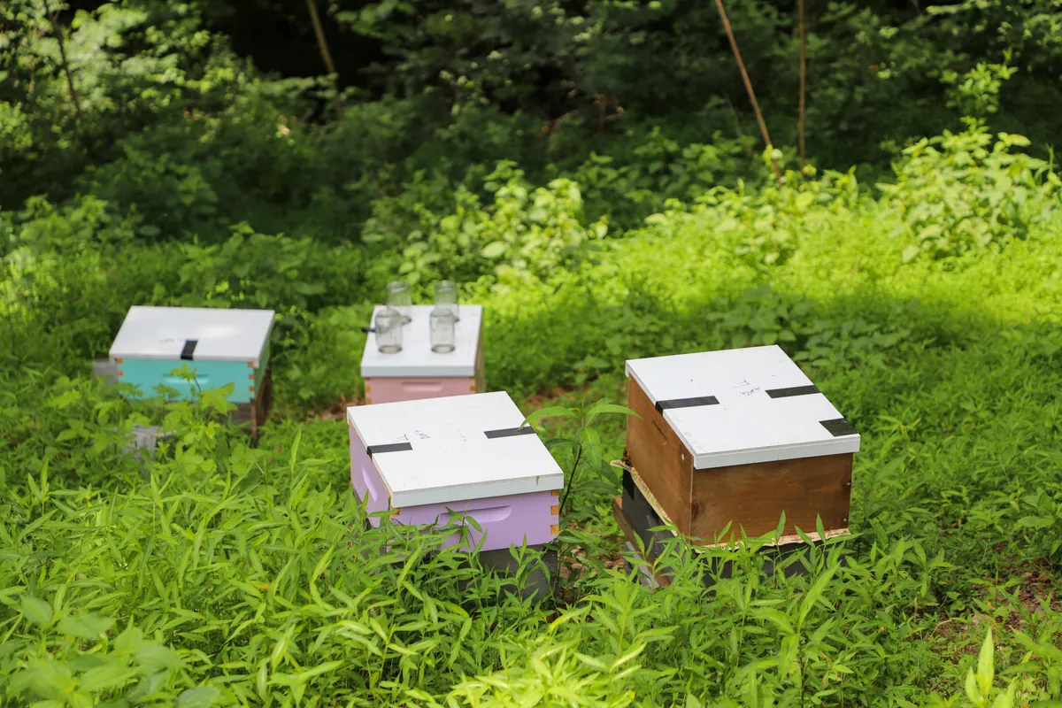 Four wooden and pastel-painted beehives in tall grass at the edge of the woods